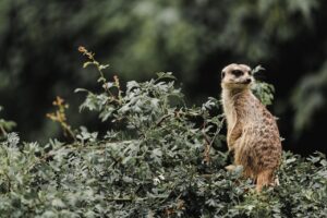 tanzania safari bird view in tarangire national par
