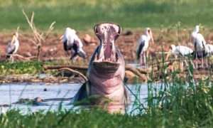hippo in lake manyara reserve