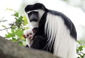 Arusha National Park Day Trip-monkeys at arusha national park