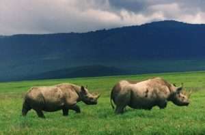Black-Rhinos-in-Ngorongoro-Crater-Where-to-Find-Them-1024x675
