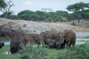 tanzania safaris