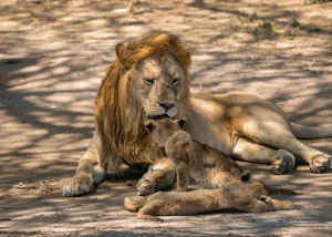 Tanzania Safari Tours-Tanzania safari packageswildlife-lion