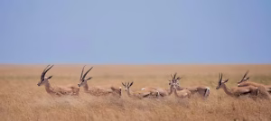 3-Day Serengeti Fly-In Safari