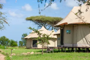 5-day-safaris-Serengeti-WildeBeest-Camp-safaris