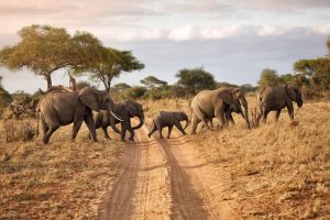 Day Tarangire National Park-Elephants in Tarangire National Park during a 1 Day Tarangire National Park Safari from Arusha