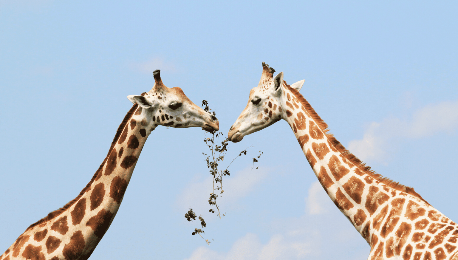 Arusha National Park Day Trip-giraffes in arusha national park during arusha national park day trip safari