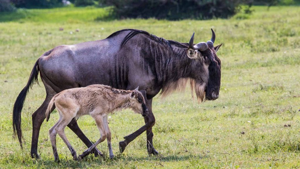 6-day-ultimate-tanzania-safari -calving-cover