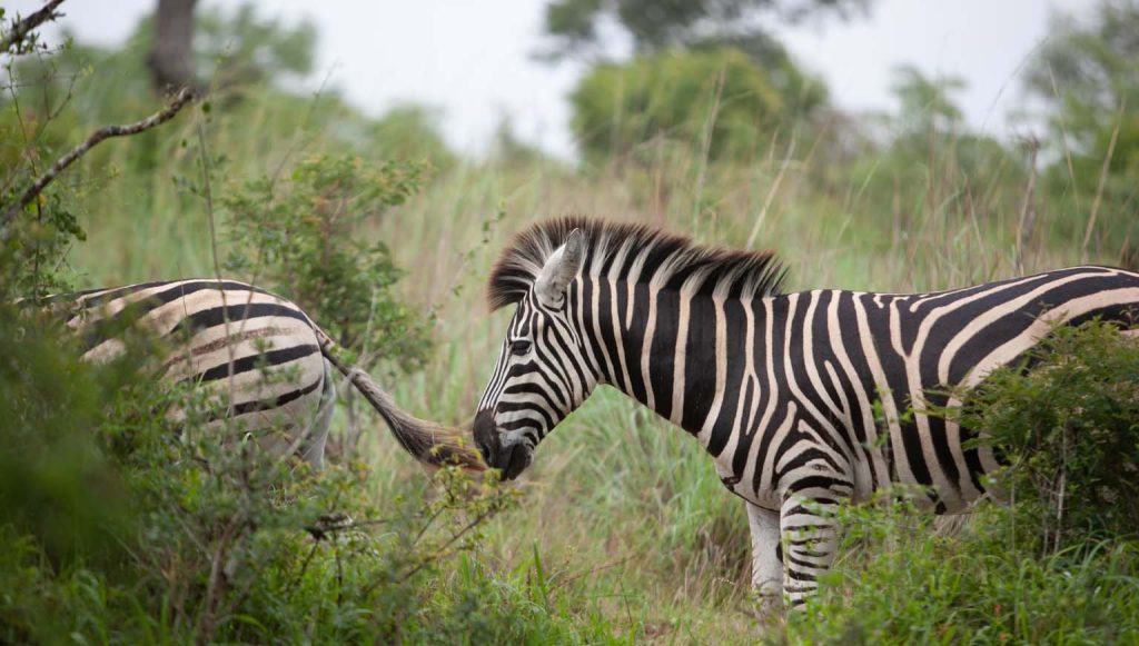 wildlife in serengeti during4 Day Serengeti Tarangire Ngorongoro Safari