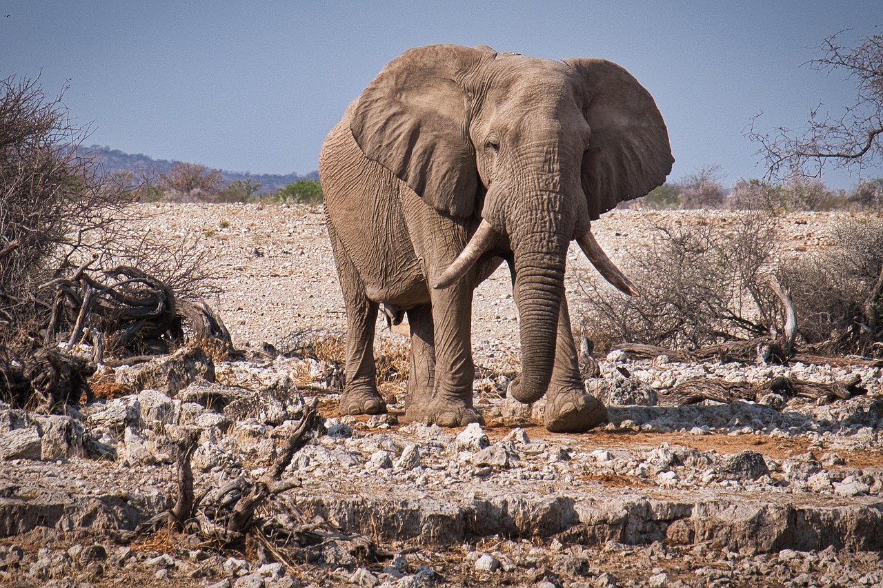 2 Day Tanzania Safari from Zanzibar-elephants in tarangire during day tanzania safari from zanzibar