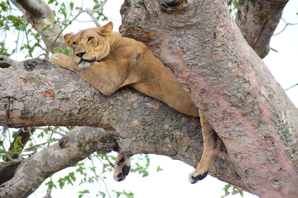 Day Trip Lake Manyara safari from Arusha-tree climbing lions-Lake Manyara National Park