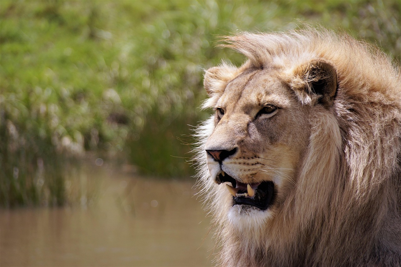 Safari from Zanzibar-lion-5311194_1280