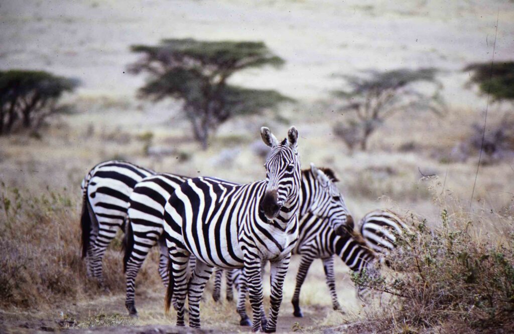 wildlife viewing during 10 day tanzania safari and cultural experience in serengeti