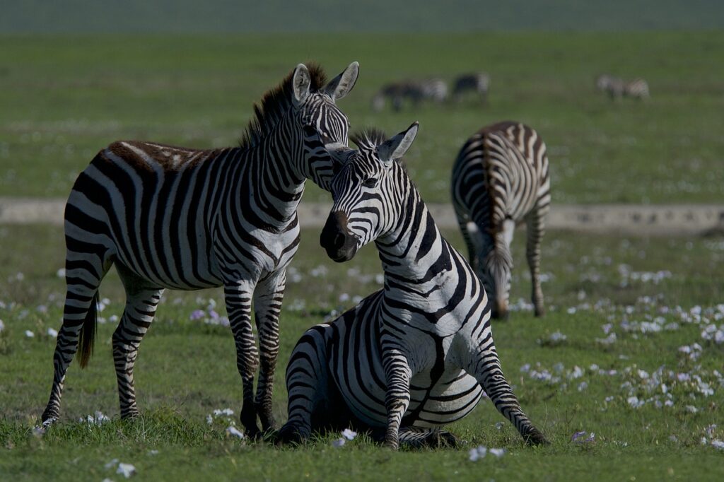 lake manyara national park wildlife during 8 day tanzania safari