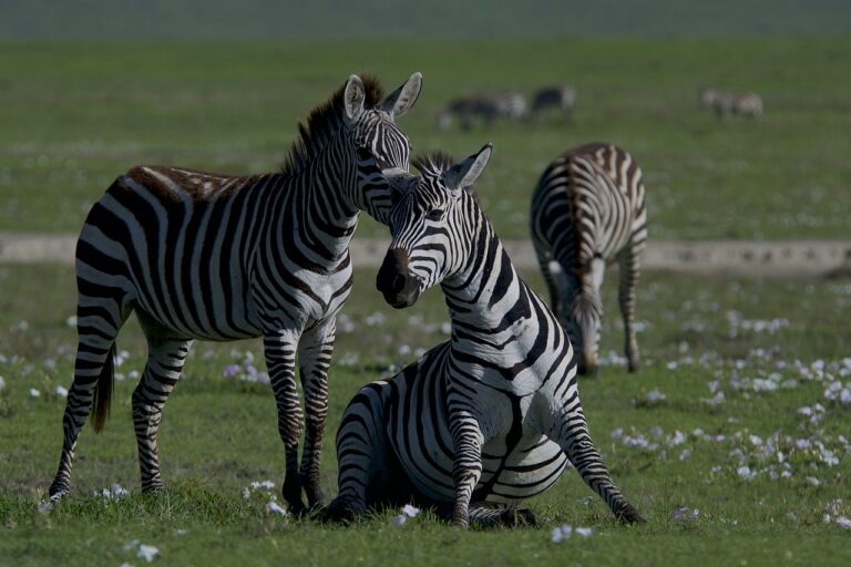 lake manyara national park wildlife during 8 day tanzania safari