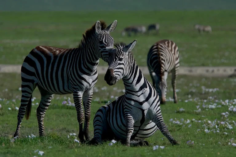 wildlife in ngorongoro crater during 5 day safari