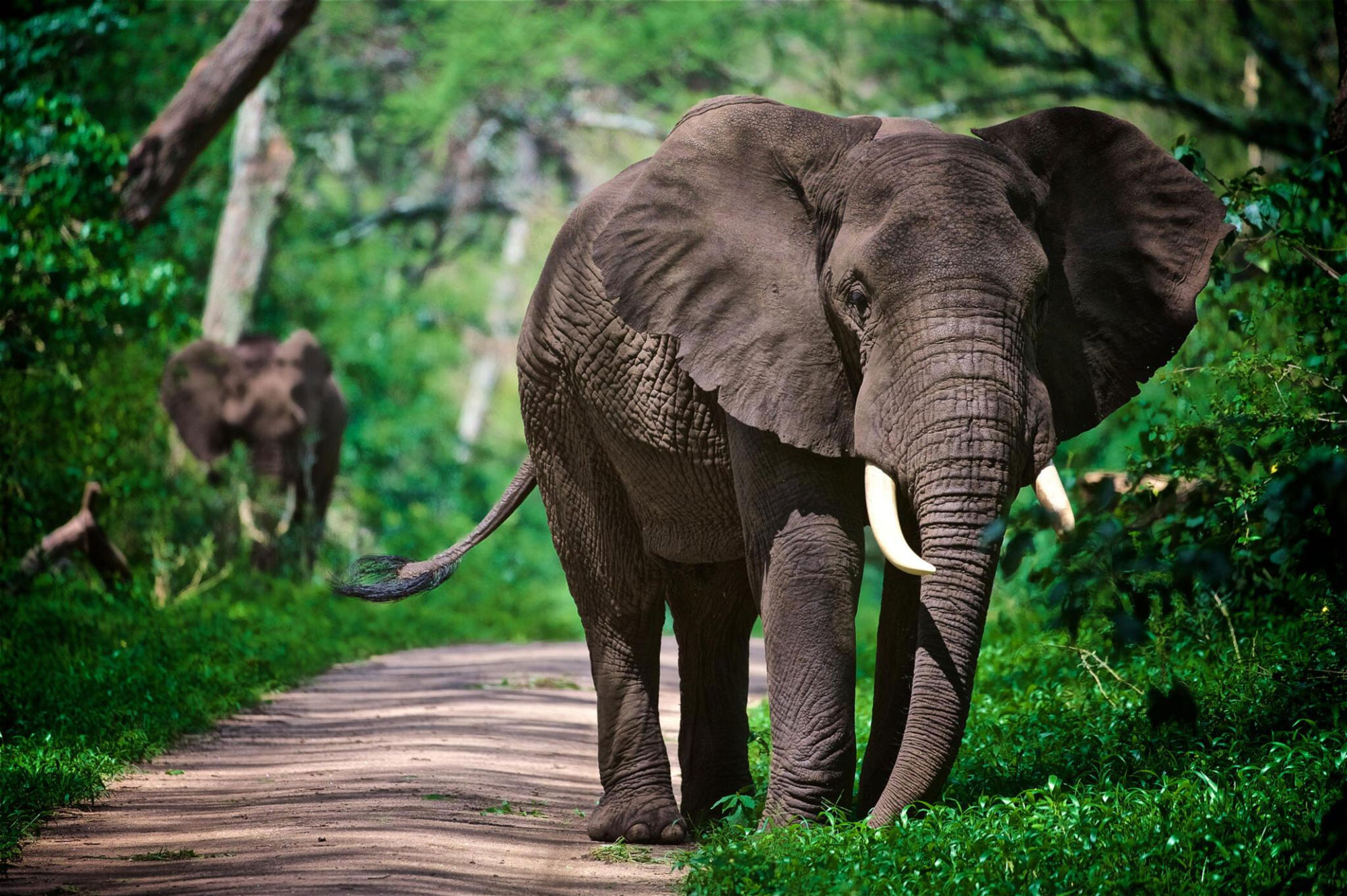 3 Day Tanzania Safari from Zanzibar in Tarangire National Park-Tanzania Safari from Zanzibar