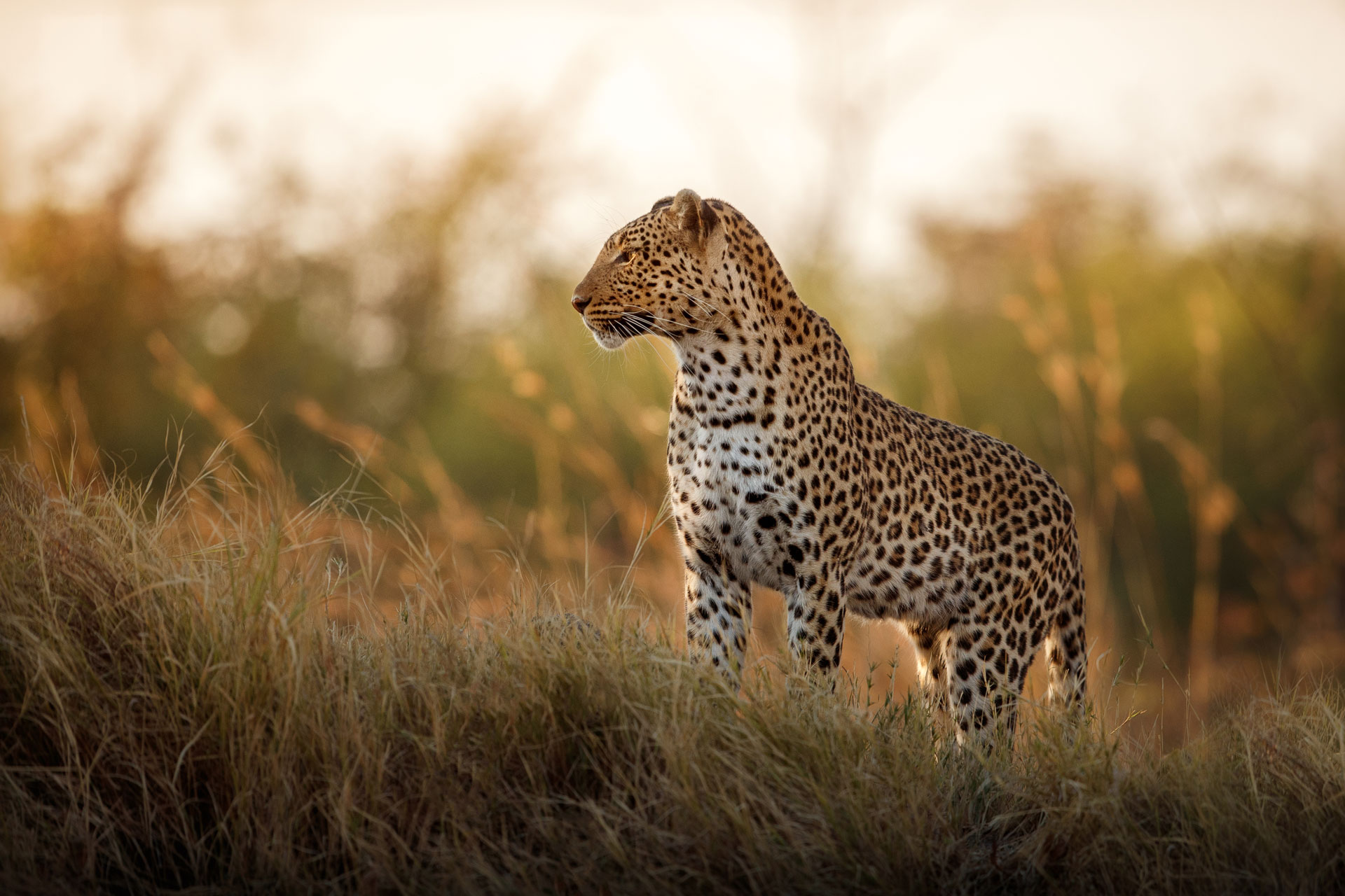 wildlife in serengeti during 6 day safaris Tarangire Serengeti-custom tanzania safaris private and group tours