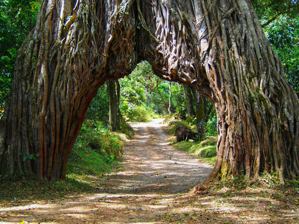 Arusha National Park Day Trip-Tanzania-safari-1