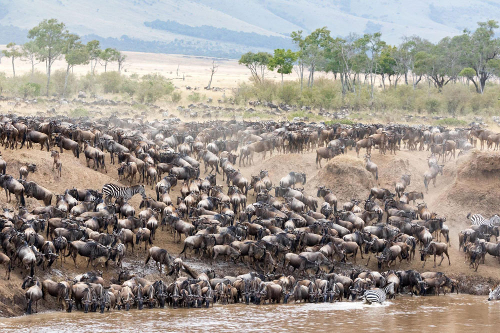 Tanzania Great Migration Safari Tours-Tanzania Travel Activities-tanzania great migrations