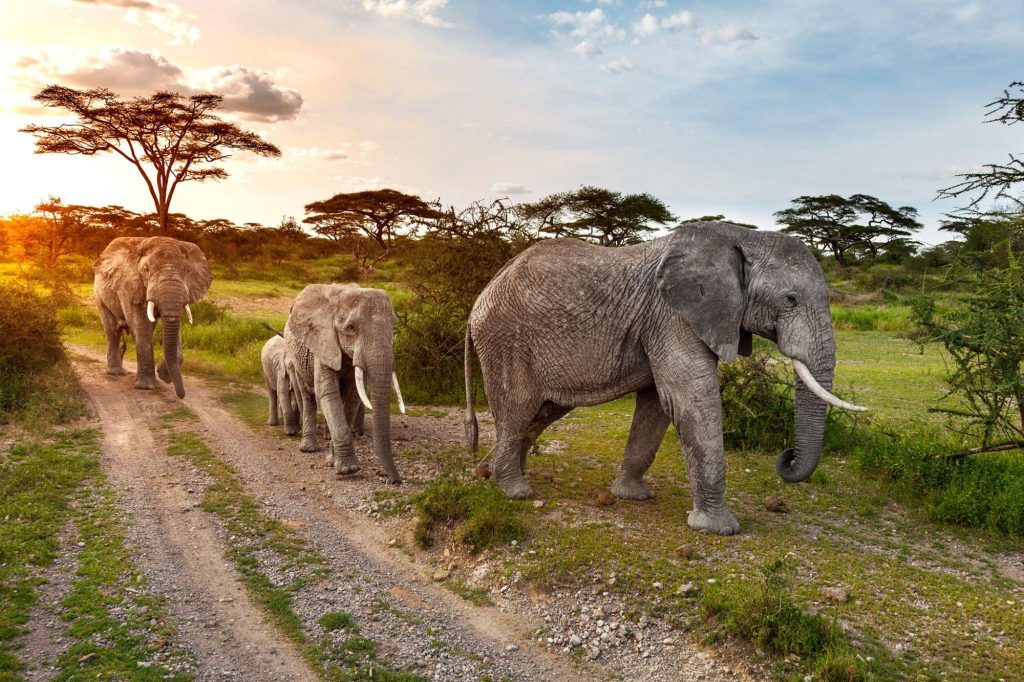 2 Day Tanzania Safari from Zanzibar-best-2-days-tanzania-safari from arusha