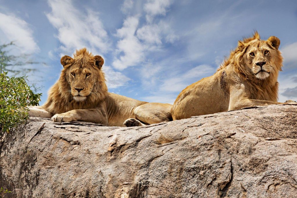 lions in serengeti during tanzania safari tour