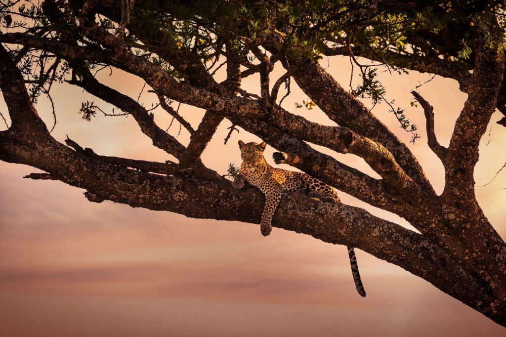 wildlife viewing during 8 day tanzania wildlife and culture safari in serengeti national park