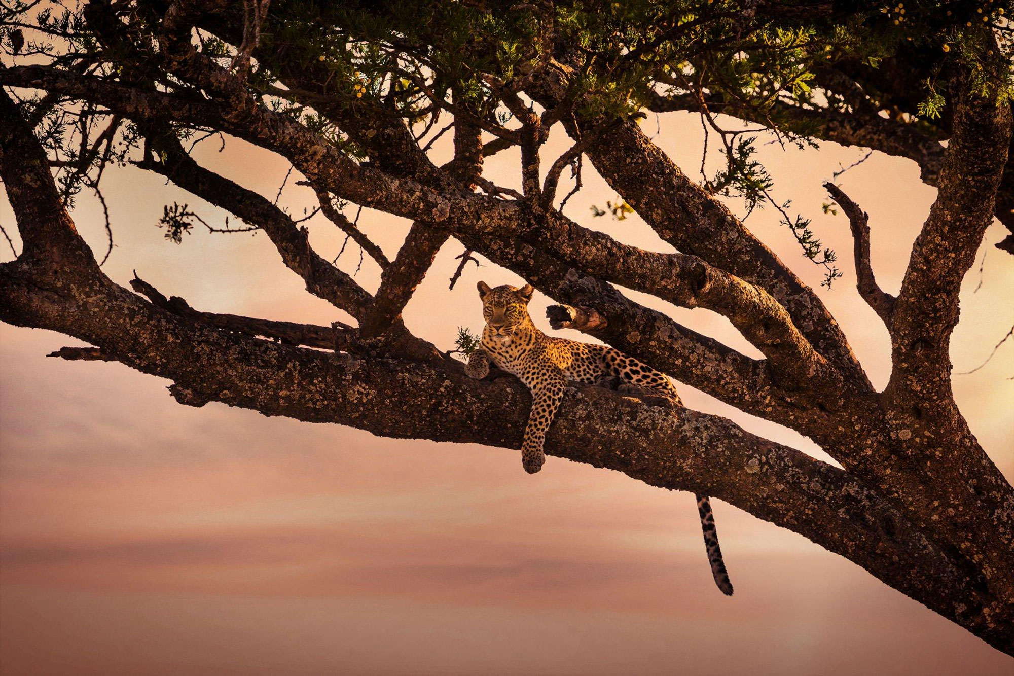 wildlife viewing during 8 day tanzania wildlife and culture safari in serengeti national park