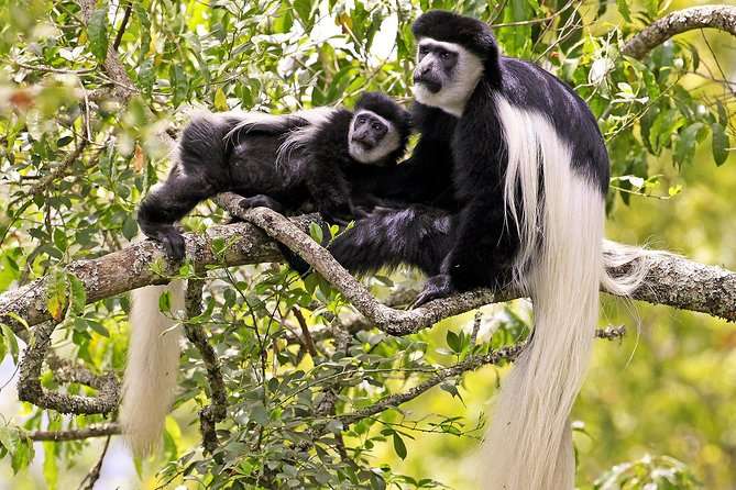 Best Tanzania Safari Tour Packages-monkey on the tree at arusha national park