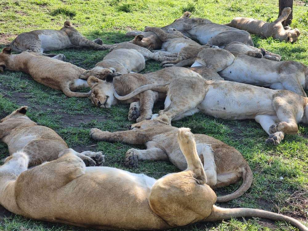 6-Day Tanzania Safari from Zanzibar-Lions resting in Tarangire National Park during a 1 Day Tarangire National Park Safari from Arusha