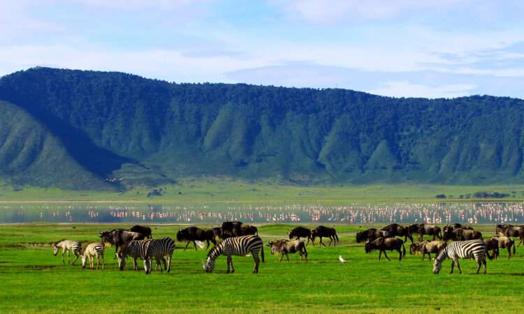 3Day Tanzania Safari-tanzania tour in ngorongoro national parl