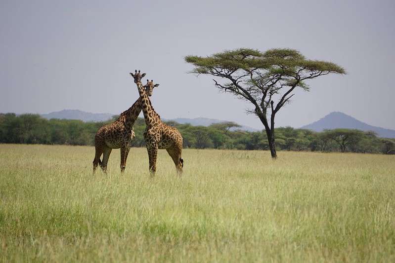 6-Day Tanzania Safari from Zanzibar-ake manyara aa