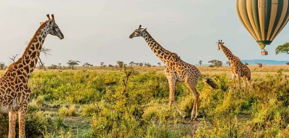-Days-Tanzania-Safari-Travel to tanzania