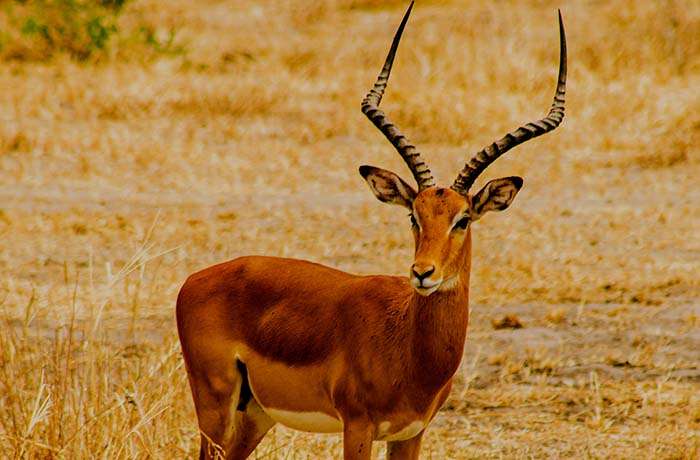 6 day safaris Tarangire Serengeti-tour-Best Tanzania Safari Tour Packages