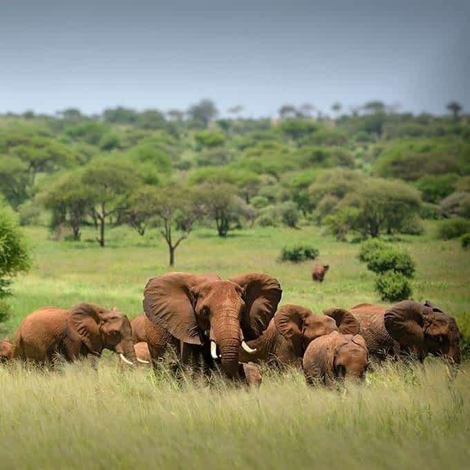 5-Day Complete Northern Circuit Safari-Safari en Tanzanie depuis Zanzibar-lion