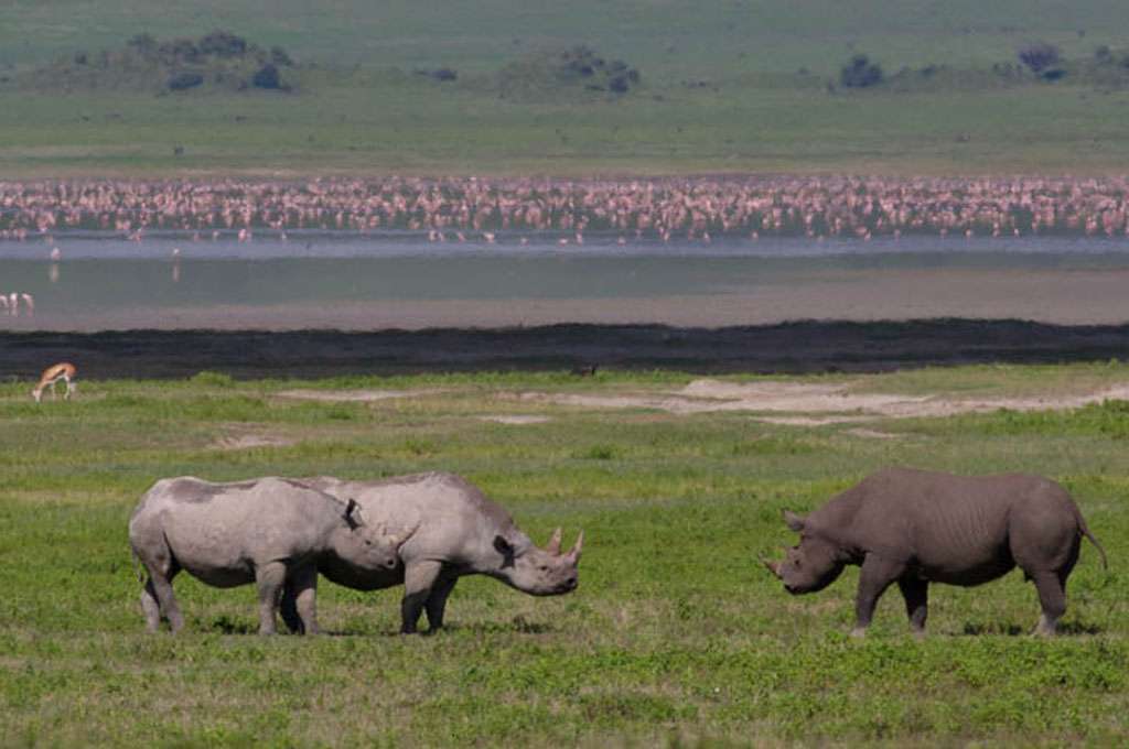 6 day safaris Tarangire Serengeti--best-of-tanzania-safari-crew