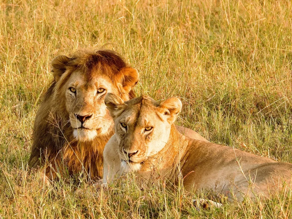 10-days-best-of-tanzania-safari-lions resting serengeti