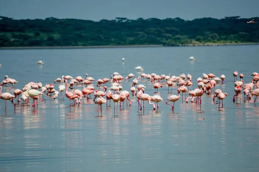 4 Day Fly-In Safari from ZanzibarTanzania-Safari-Travel to tanzania