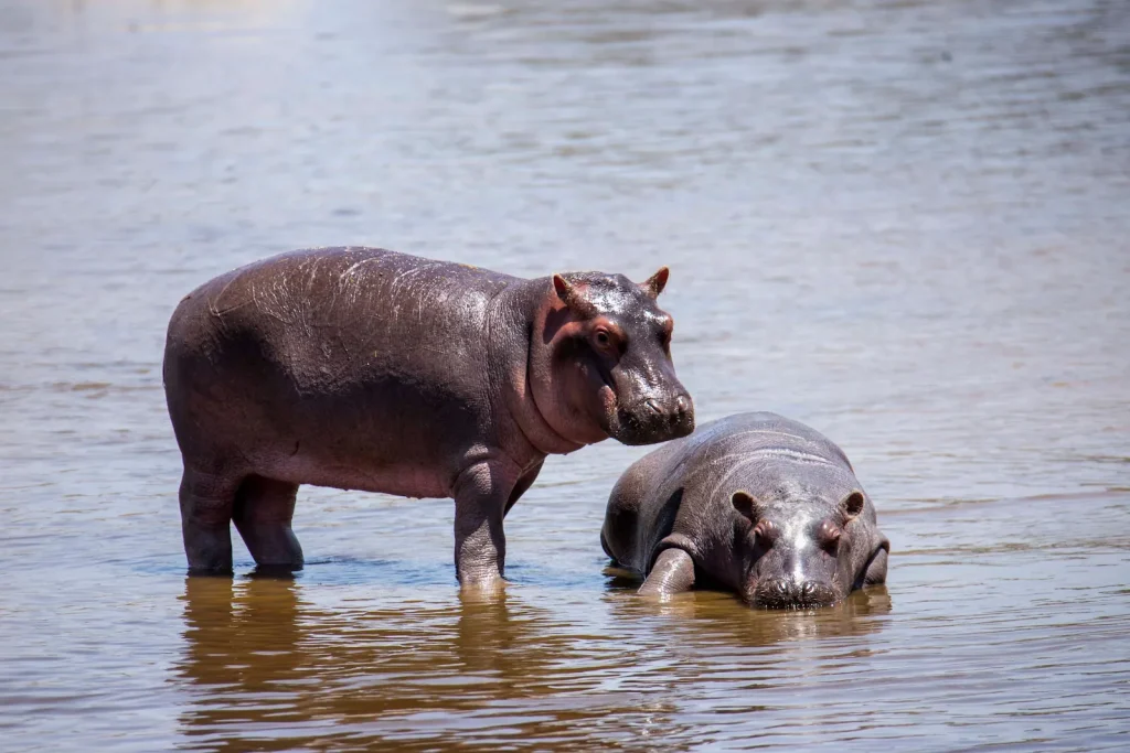 custom tanzania safaris private and group tours-hippo