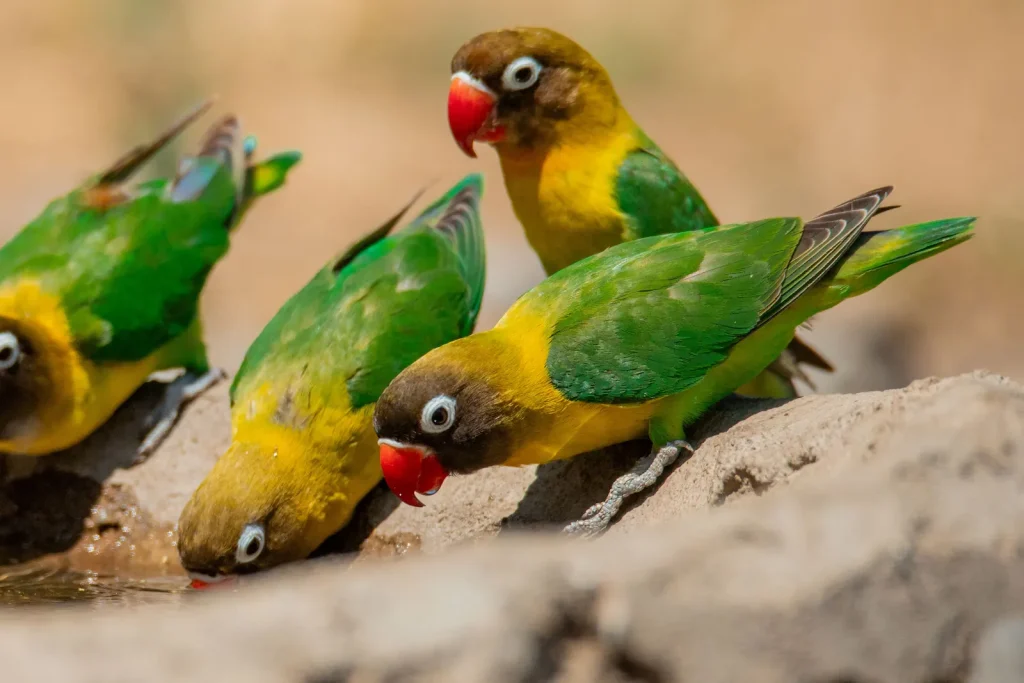 custom tanzania safaris private and group tours-birds