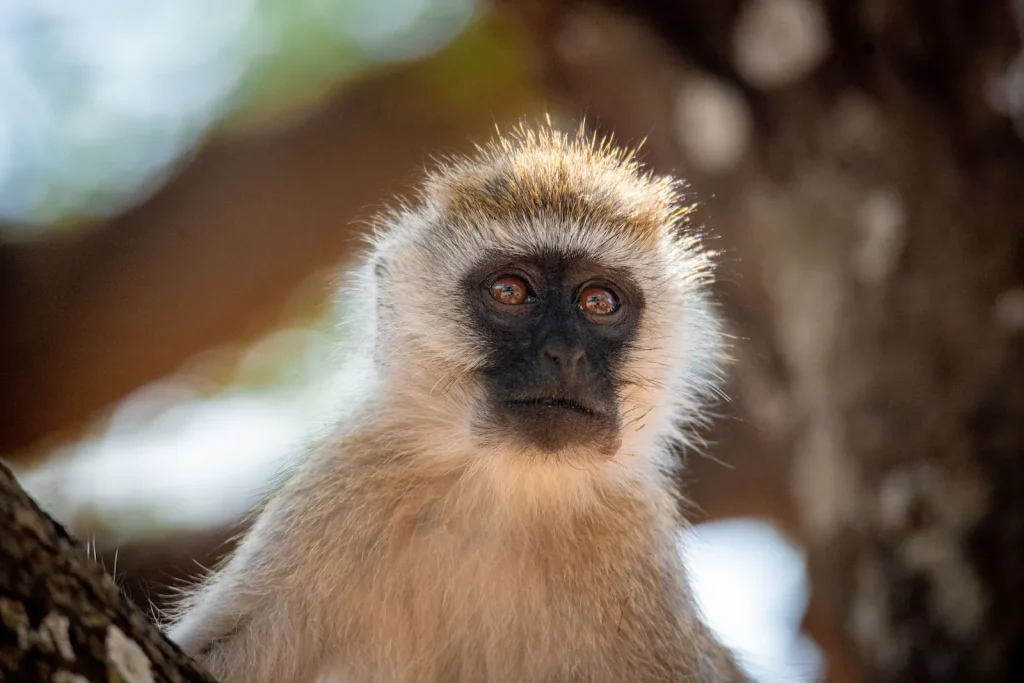 custom tanzania safaris private and group tours