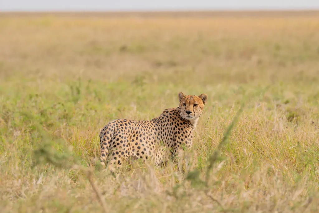 Tanzania Safari from Zanzibar – Private Fly-In Safari Tours in Tanzania