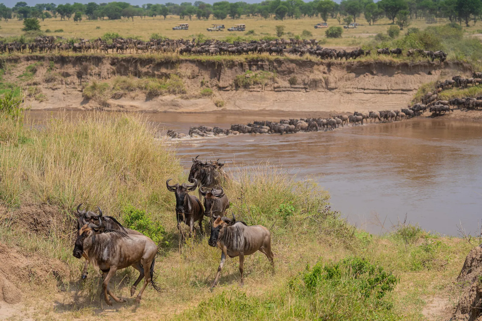 5 Day Tanzania Safari from -Zanzibar-wildlife -rivercrossing- Tanzania Safari from Zanzibar