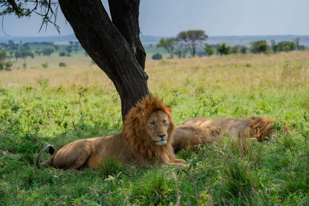 custom tanzania safaris private and group tours-wildlife view