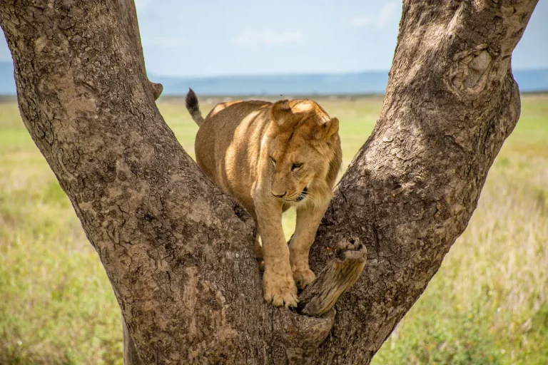 wildlife in serengeti -Tanzania safari packagesduring 8 day safaris Tarangire Serengeti