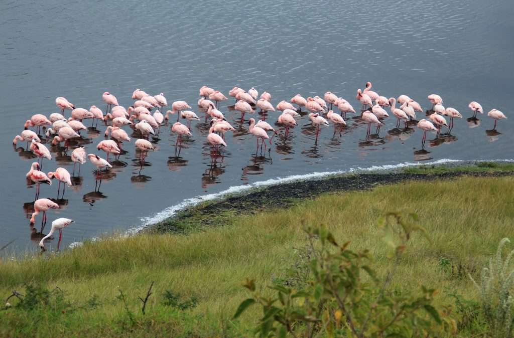 2 Day Tanzania Safari from Zanzibar-best-2-days-tanzania-safari-Flamingos_in_Arusha_National_Park