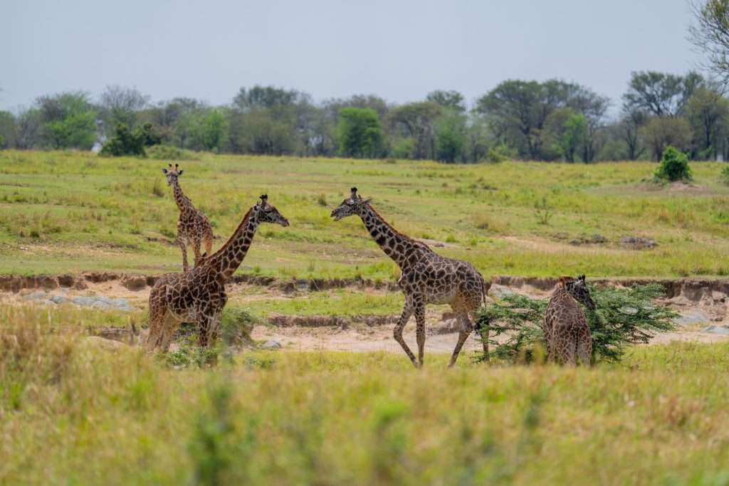 Tanzania day trip safaris from Arusha-girafe