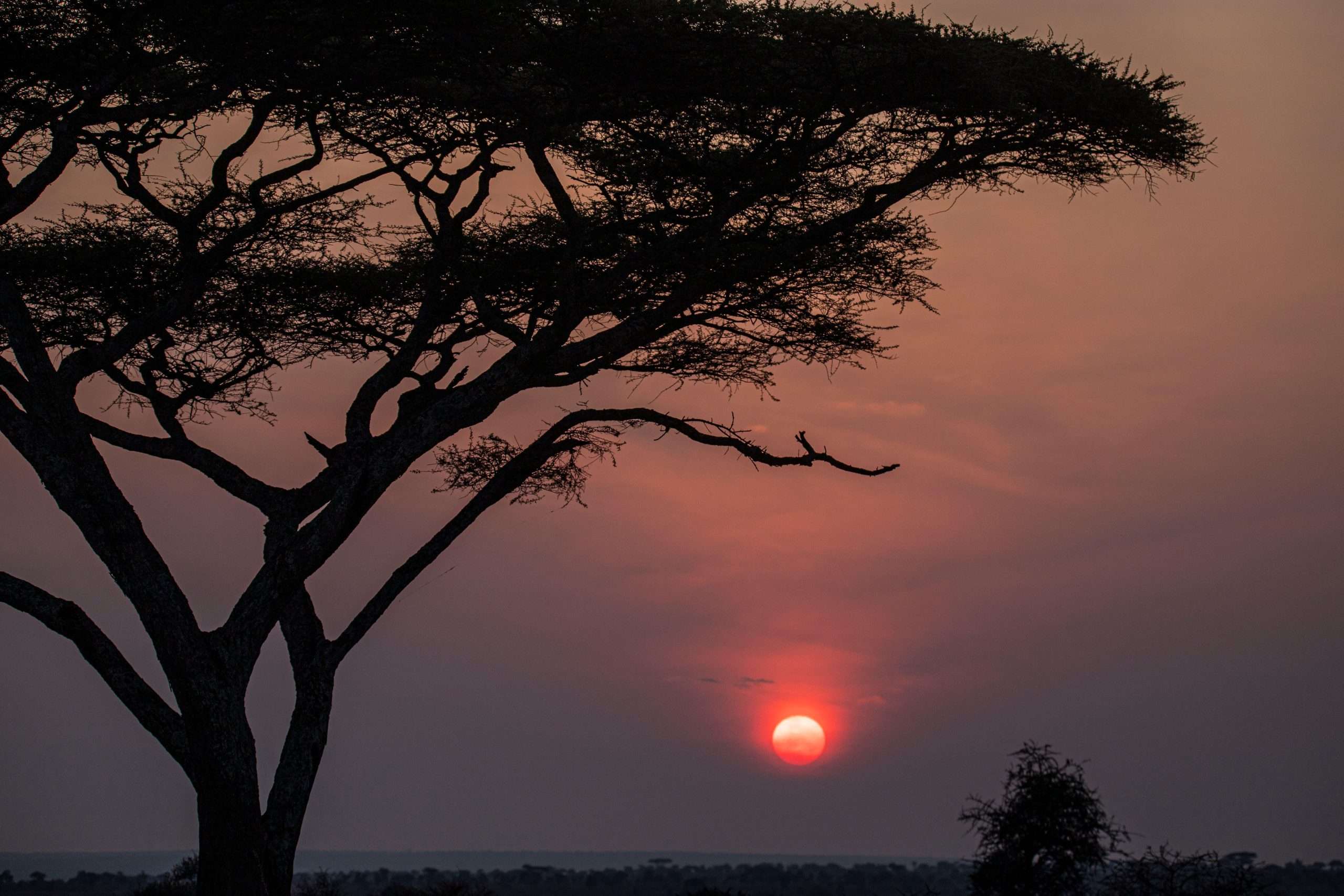 Safari from Zanzibar-serengeti sunset